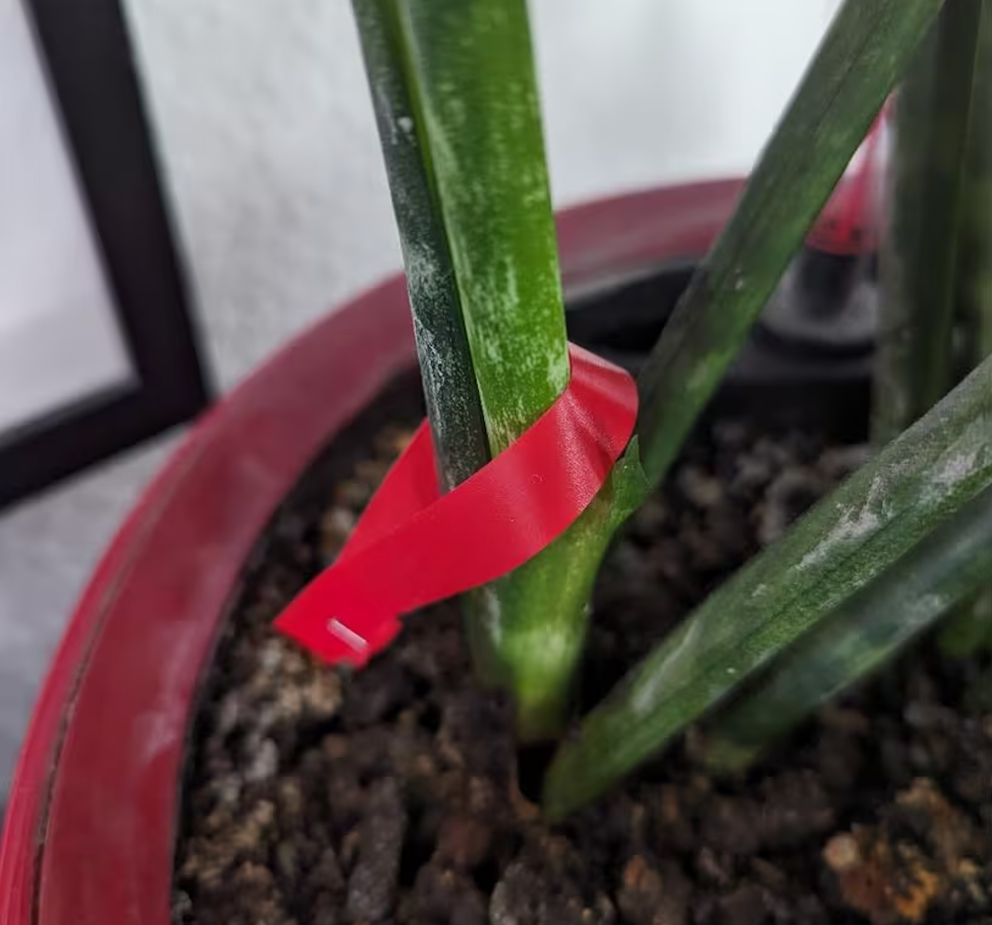 Pflanzenbinder™ -  Für aufrechte, starke Pflanzen – ein Handgriff genügt